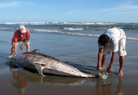 Nhìn lại 21 ngày vụ cá chết hàng loạt ở biển miền Trung