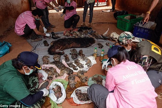 Video: 40 xác hổ đông lạnh trong ngôi đền thờ hổ nổi tiếng