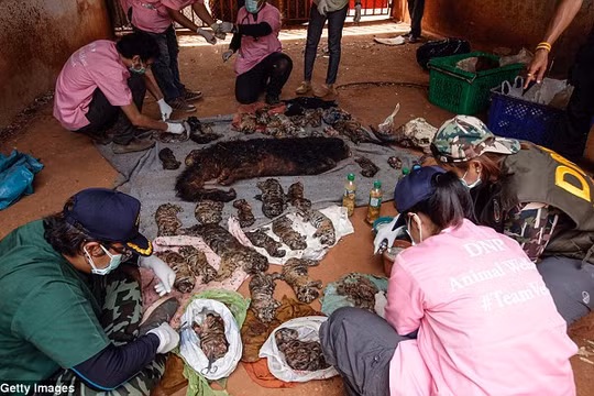 Video: 40 xác hổ đông lạnh trong ngôi đền thờ hổ nổi tiếng