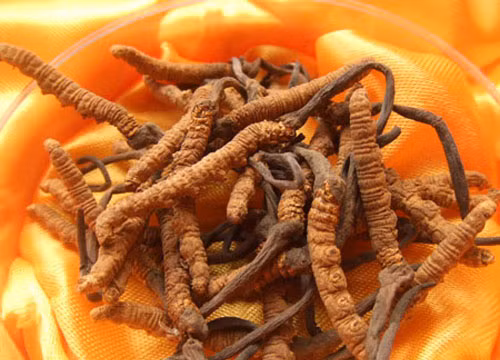 Mỗi ngày 2g đông trùng hạ thảo, hãm nước hoặc đun sôi chừng 10 phút sẽ giúp bạn bồi bổ sức khoẻ một cách không ngờ.