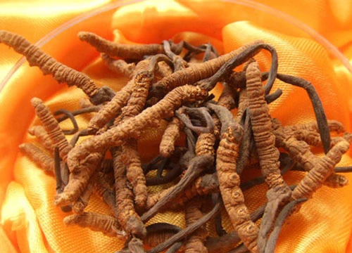 Mỗi ngày 2g đông trùng hạ thảo, hãm nước hoặc đun sôi chừng 10 phút sẽ giúp bạn bồi bổ sức khoẻ một cách không ngờ.