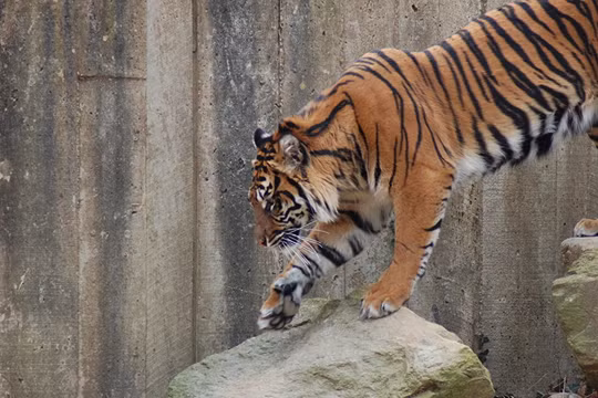 Hà Lan dùng trực thăng lùng bắt hổ xổng chuồng 