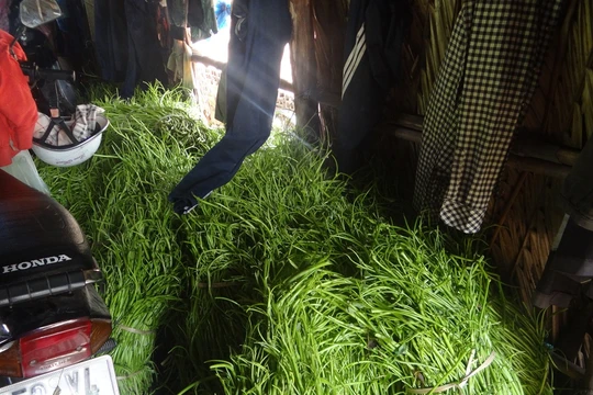  Số hoá chất dùng trong việc nhuộm, in quần áo được cho vào ngâm rau muống rau muống tươi xanh hơn.