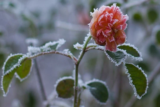 Băng tuyết đọng trên bông hoa hồng đang nở ở Hay-on-Wye, Xứ Wale.