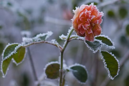Băng tuyết đọng trên bông hoa hồng đang nở ở Hay-on-Wye, Xứ Wale.
