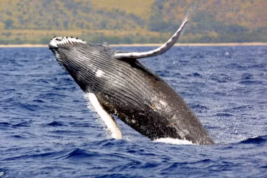 Video: Màn trình diễn hiếm thấy của cá voi xám