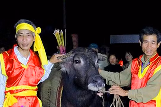 Mùng Hai Tết, về Phú Thọ xem Hội Cầu trâu