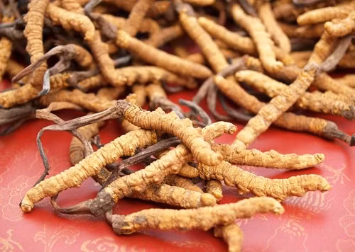 5 mẹo chọn đông trùng hạ thảo chính hiệu