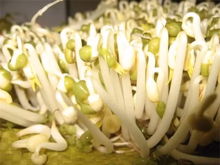 Kinh hoàng giá đỗ đánh thuốc cắt rễ 