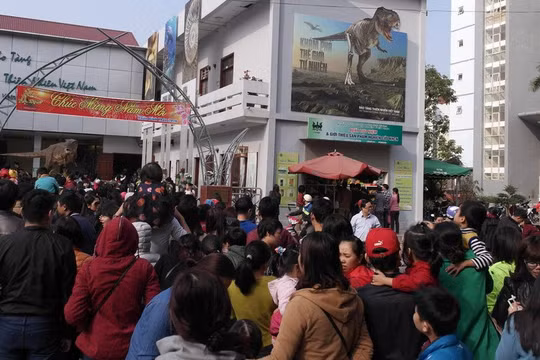 Bảo tàng Thiên nhiên quá tải vì dân đến xem cụ Rùa