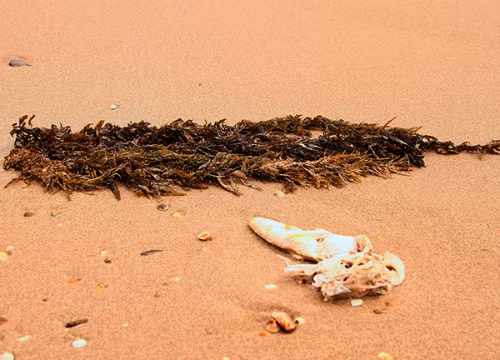 Một mảnh tảo hiếm hoi trên bờ biển Hà Tĩnh những ngày qua. Ảnh: Đức Hùng.