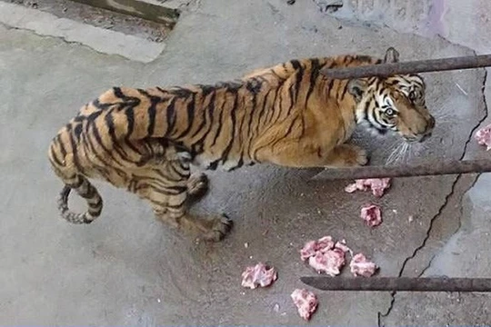 Vườn thú để hổ chết đói, bán rượu ngâm xương