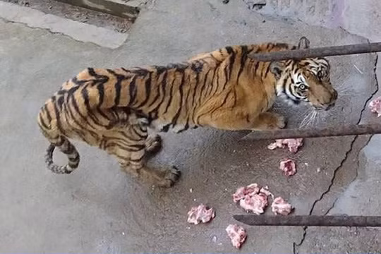 Vườn thú để hổ chết đói, bán rượu ngâm xương