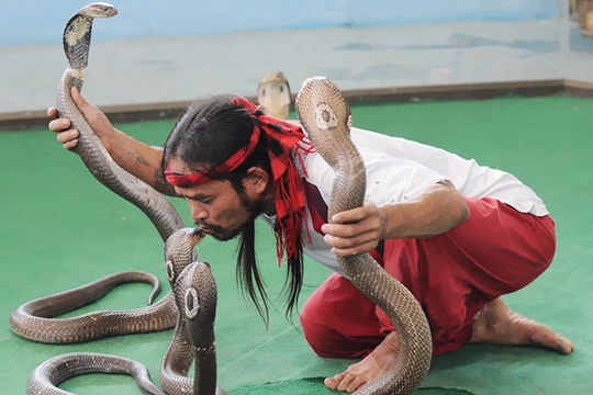 Video: Nghệ sĩ Thái Lan trổ tài điều khiển rắn độc tại Nha Trang