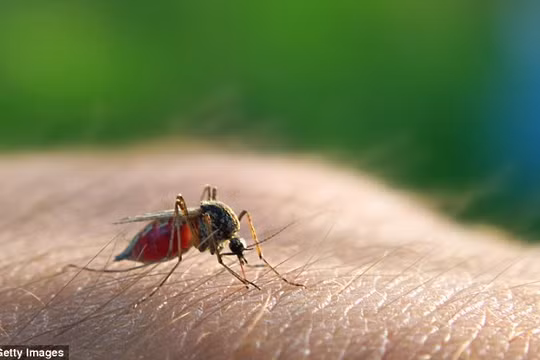Hoãn thế vận hội Olympic Rio 2016 vì virus Zika?