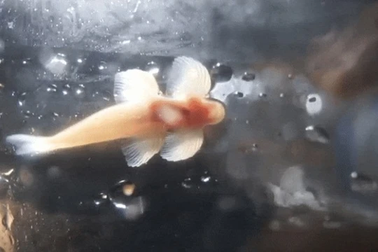 Video: Loài cá kỳ lạ biết trèo tường