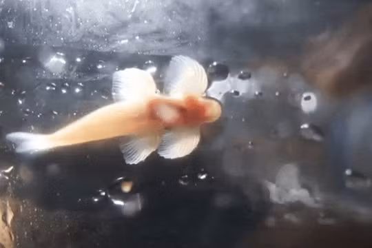 Video: Loài cá kỳ lạ biết trèo tường