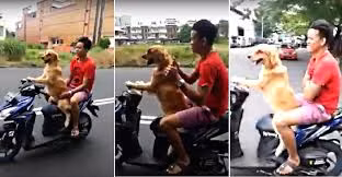 Nín thở xem chó lái xe ga chở người