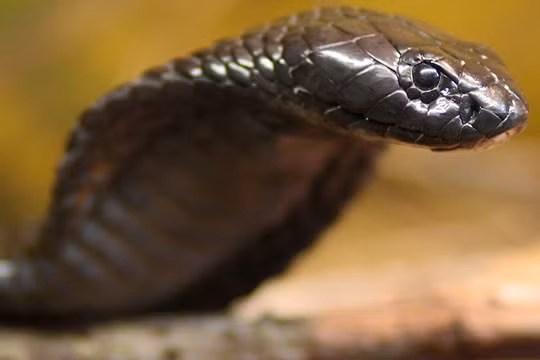 Cụ bà về hưu diệt một lúc 80 con rắn trong vườn nhà