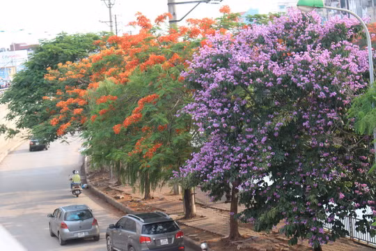 Bằng lăng, phượng đỏ rợp phố Hà Nội