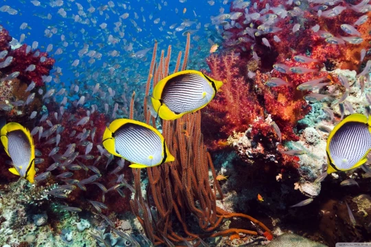 Video: Kinh dị những sinh vật đáy biển