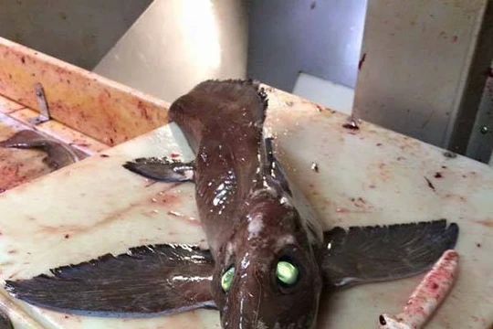 Con cái quái vật này có đôi mắt màu xanh đáng sợ.