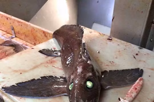 Con cái quái vật này có đôi mắt màu xanh đáng sợ.