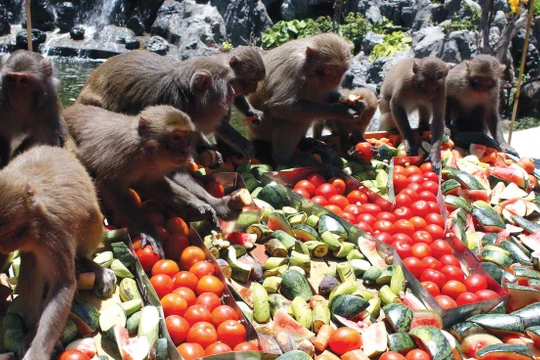 Video: Đột nhập đảo nuôi khỉ “hiến thận” độc nhất vô nhị