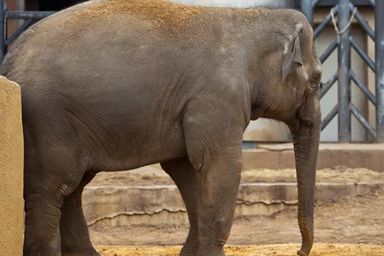 Voi Việt lặn lội sang Nga làm 'của hiếm“