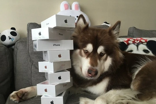 Bức ảnh này được chụp đúng vào ngày iPhone 7 ra mắt tại Trung Quốc, cô chó Coco bên cạnh 8 chiếc iPhone ông chủ mua để... lấy lòng