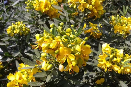 Sa Đéc lên cơn "sốt" với hoa lạ đón Tết