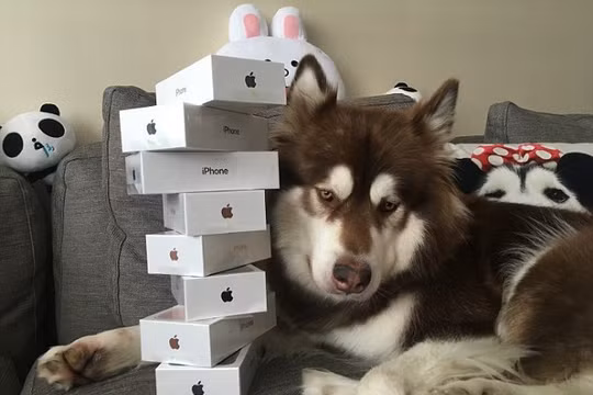 Bức ảnh này được chụp đúng vào ngày iPhone 7 ra mắt tại Trung Quốc, cô chó Coco bên cạnh 8 chiếc iPhone ông chủ mua để... lấy lòng