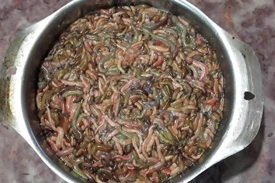Rươi trước kia là món ăn phổ biến của người dân làng quê, giá rất rẻ. Tuy nhiên, hiện nay 1 nồi rươi kho có giá lên đến 1 triệu đồng.