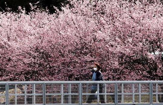 Hoa anh đào đang nở rộ, đẹp lộng lẫy ở Tokyo, Nhật Bản (Ảnh: Getty Images)