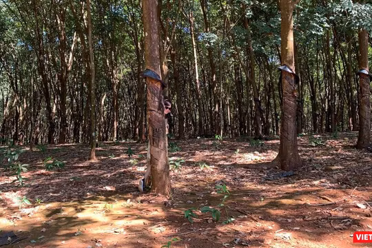 Rừng cao su Việt Nam (Ảnh: Thanh Hằng)