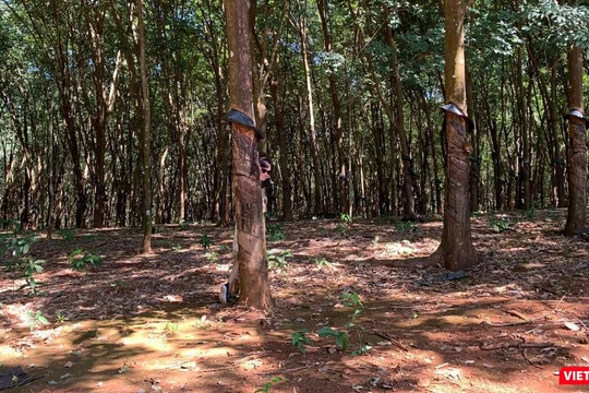 Rừng cao su Việt Nam (Ảnh: Thanh Hằng)