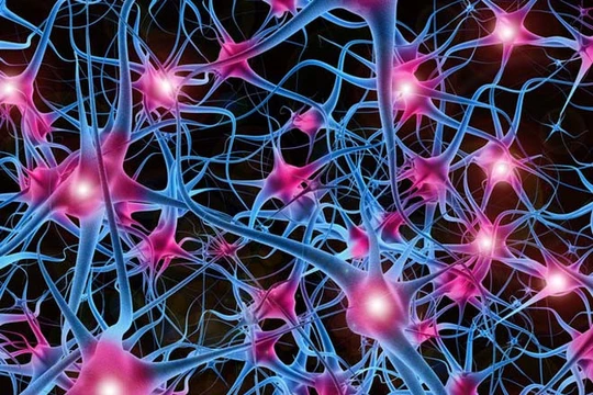 Cấu trúc mạng thần kinh. Ảnh: Seeker 