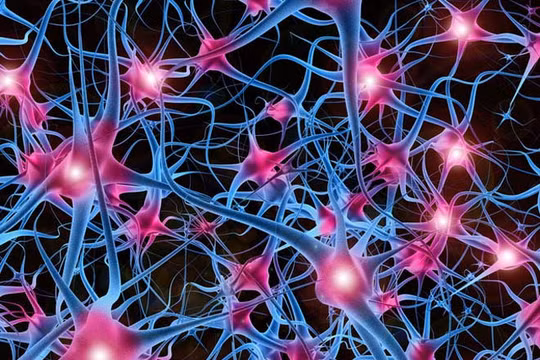 Cấu trúc mạng thần kinh. Ảnh: Seeker 