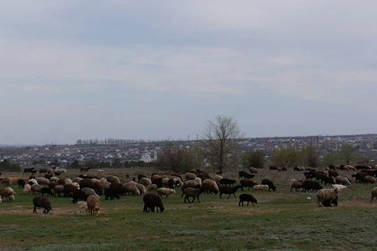 Bãi chăn thả gia súc của công ty
