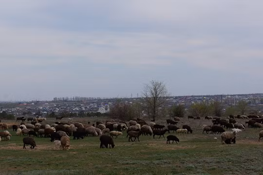 Bãi chăn thả gia súc của công ty