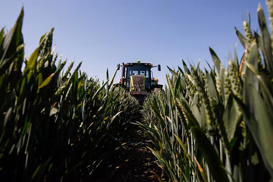 Áp dụng AI sẽ giúp Monsanto rút ngắn thời gian xác định phân tử hiệu quả cao ẢNH: AFP