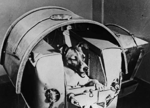 Chó Laika ngồi trong khoang chứa của vệ tinh Sputnik 2. Hình ảnh: Getty Images.