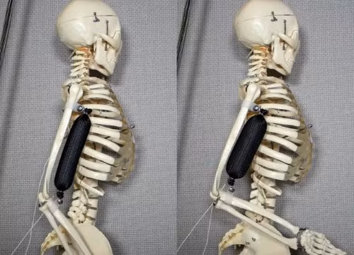 Cơ bắp nhân tạo được sử dụng để nâng cánh tay của bộ xương lên 90 độ. Ảnh: Aslan Miriyev/Columbia Engineering.