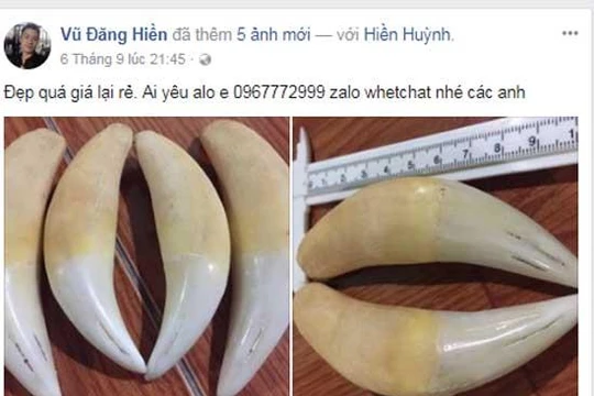 Răng động vật hoang dã được rao bán công khai trên nhiều trang cá nhân.