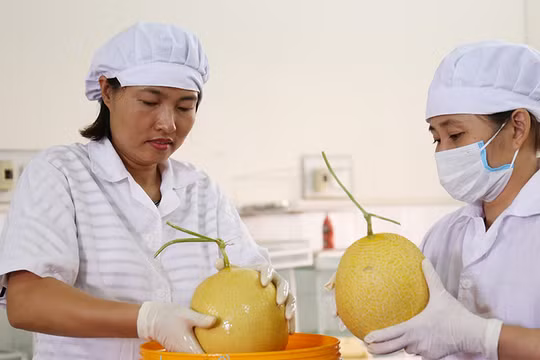 Các cán bộ của Viện Nghiên cứu rau - quả đang sử dụng chế phẩm nano bạc của Công ty STV Nano - sản phẩm tham dự Techfest 2017 - để bảo quản trái cây. Ảnh: Bích Ngọc