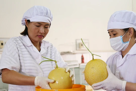 Các cán bộ của Viện Nghiên cứu rau - quả đang sử dụng chế phẩm nano bạc của Công ty STV Nano - sản phẩm tham dự Techfest 2017 - để bảo quản trái cây. Ảnh: Bích Ngọc