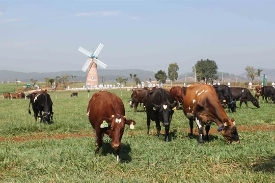 Trang trại bò sữa Vinamilk tại Đà Lạt. Ảnh: Phạm Kha