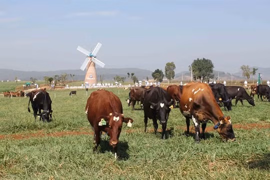 Trang trại bò sữa Vinamilk tại Đà Lạt. Ảnh: Phạm Kha