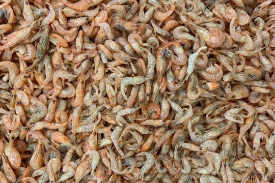 Các nhà khoa học đang muốn tận dụng một nguồn vật liệu phế thải - vỏ tôm để sản xuất điện cực cho pin vanadium. Ảnh: News Info Park