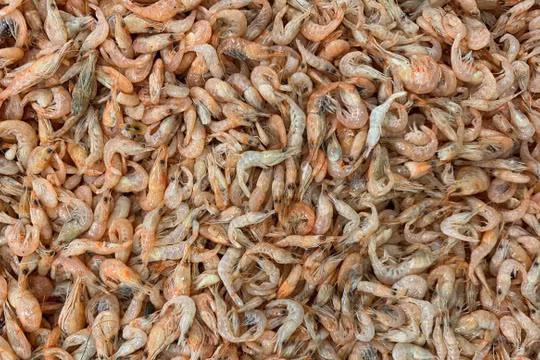 Các nhà khoa học đang muốn tận dụng một nguồn vật liệu phế thải - vỏ tôm để sản xuất điện cực cho pin vanadium. Ảnh: News Info Park